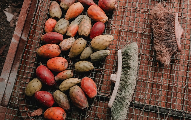 Le retrait des épines des figues de barbarie aux balais – OYA Paris